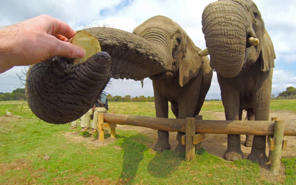 Elephant encounter in Magaliesburg